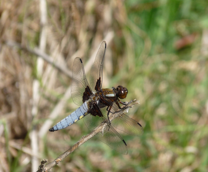 Libellula azzurra da determinare